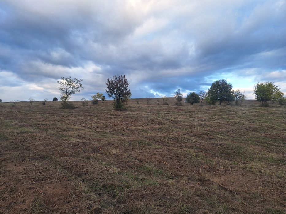 Curatam Defrisam terenuri si pasuni împădurite