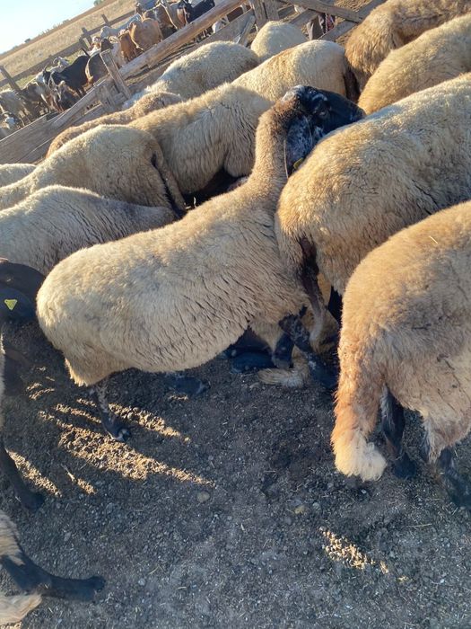 Vând oi Cărăbașe de tăiat