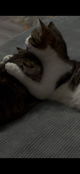 Отдам кошек в добрые руки