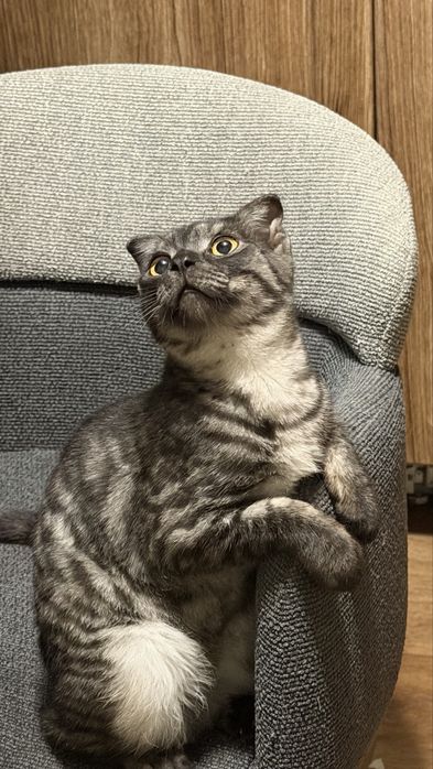 Кот отдам нашла его