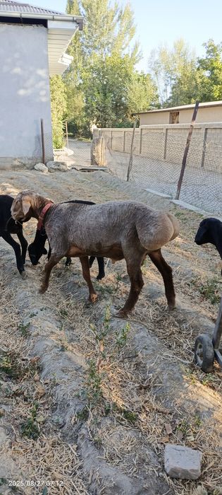 Arashan qochqor sotiladi 2 tish