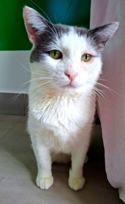 Adoptie pisica, motan castrat curte