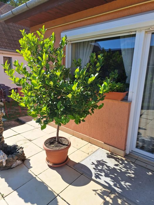 Lămâi frumos conturat