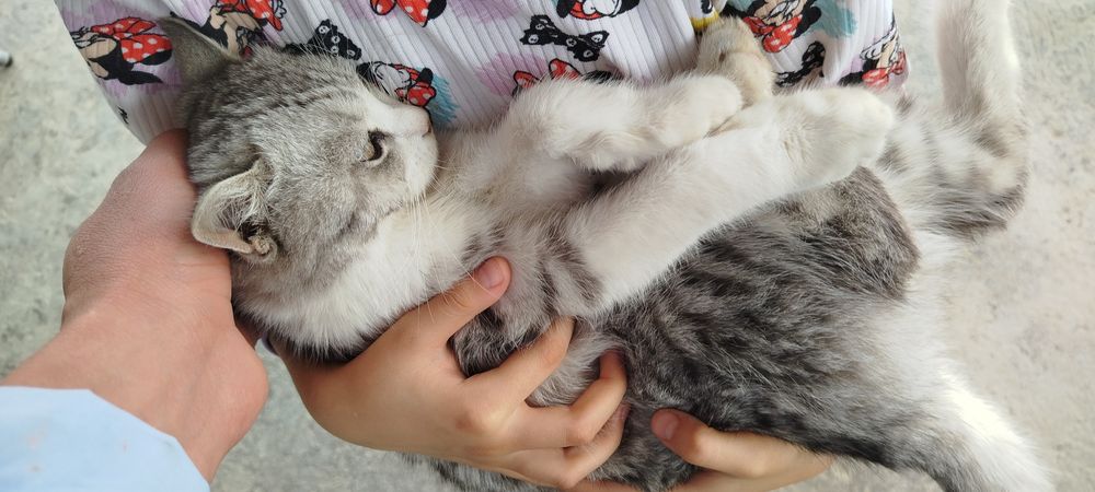 Adolf Laqabli \Lalafo Mushugi