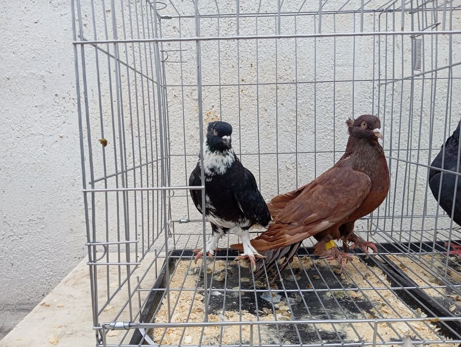 Продаются голуби