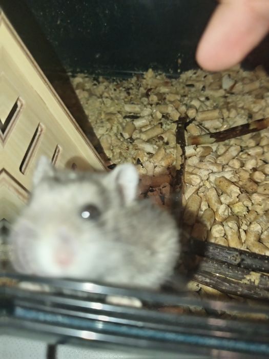 Прадам хомяка за 500тг