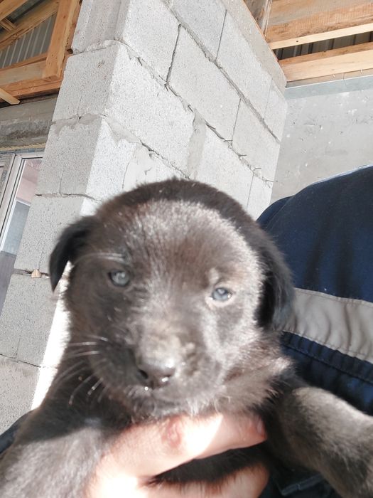 Отдам щенков бесплатно лабрадор