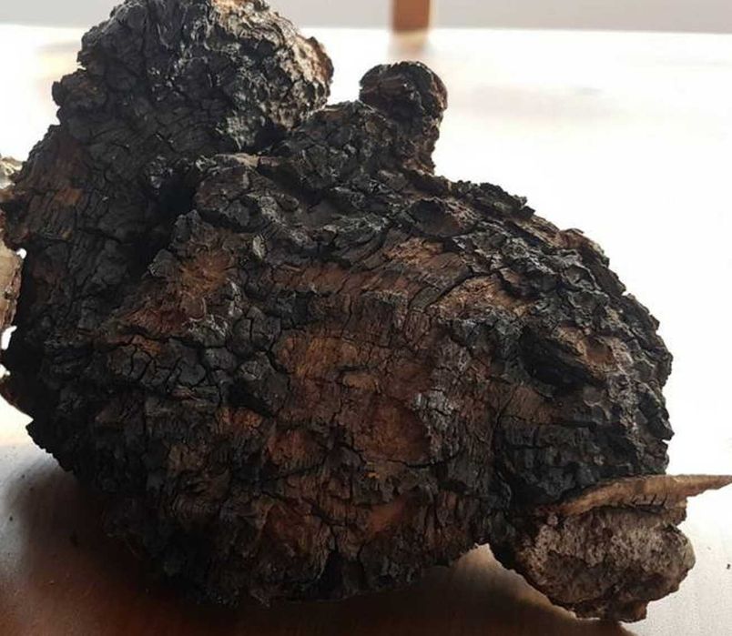 Ciuperca Chaga Inonotus Obliquus-diamantul padurii