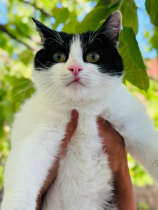 Коте Kари търси своя дом