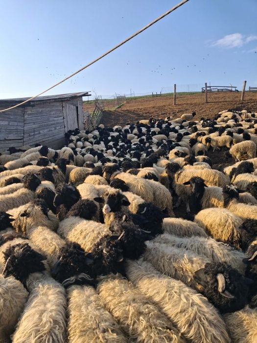 Vând miei. Lot 700 de miei