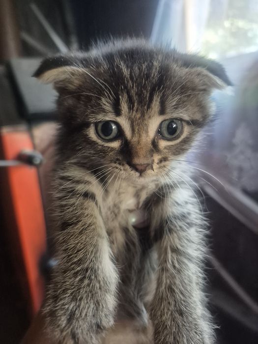 Продам котят веслоухих