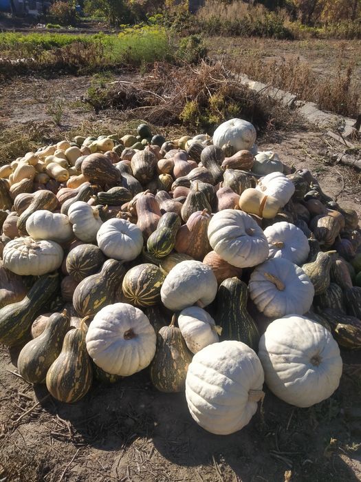 Тыква мантная, 3х сортов