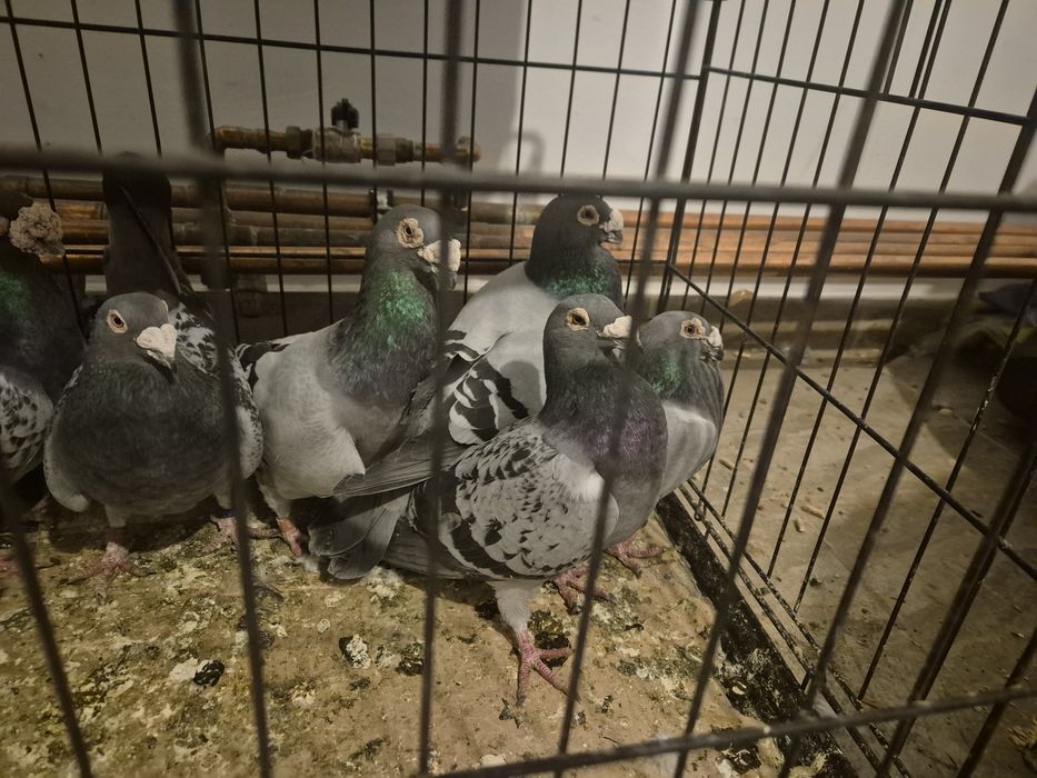 Porumbei voiajori still vechi