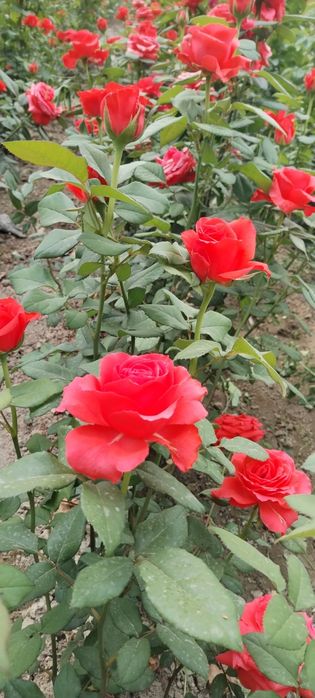 Атиргул кучатлари сотилади