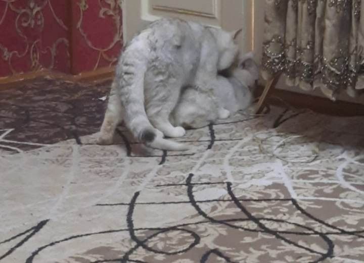 Кот на вязку!
Британский чистокровный кот.
Окрас: Серебристая шиншилла