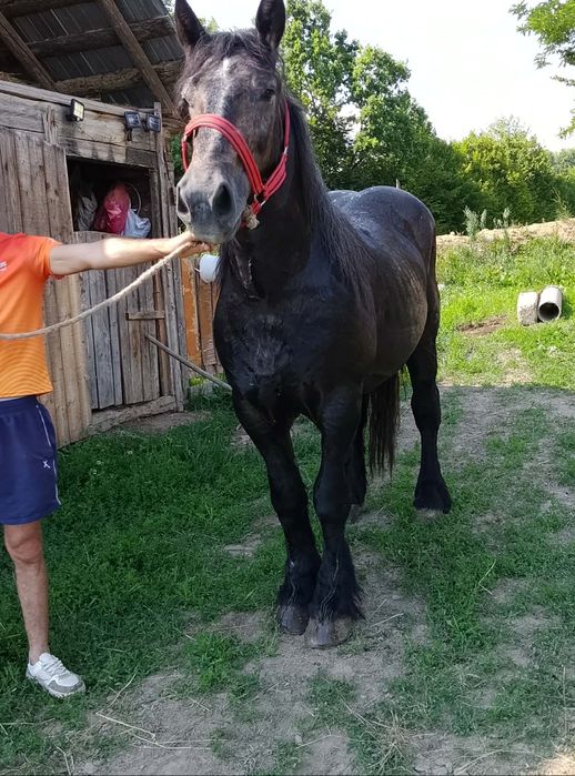 Cal castrat de vanzare