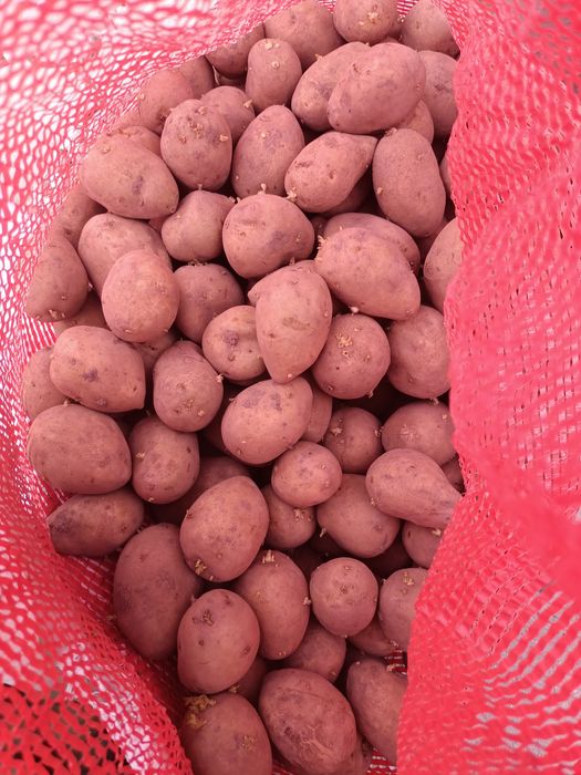 Картофель белый семенной