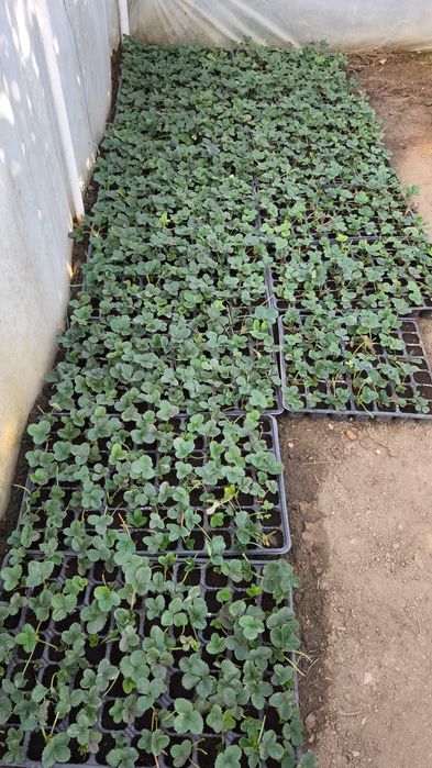 Stoloni de capsuni și puieți albiția