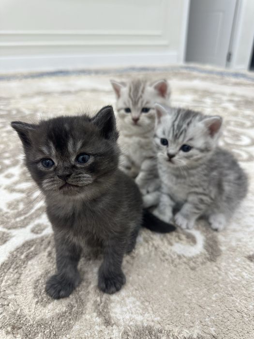 Мысық сатылады 80 000 тг