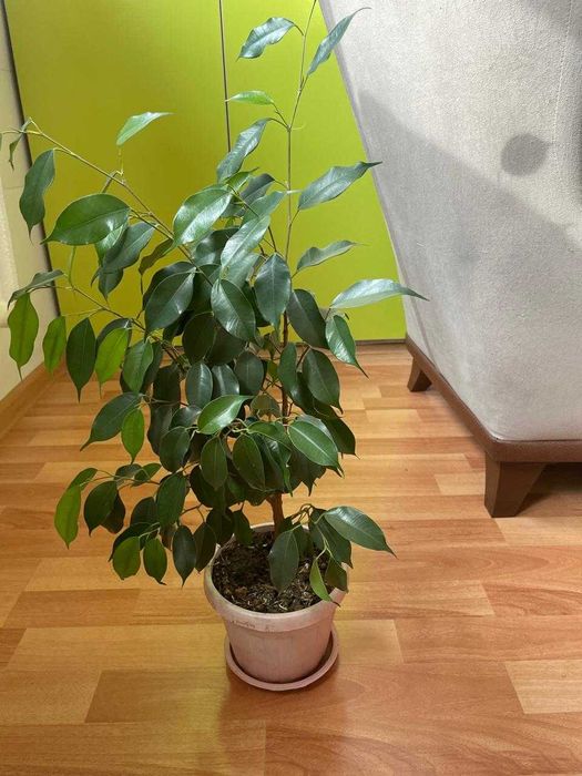 Фикус бенджамина - растение комнатное