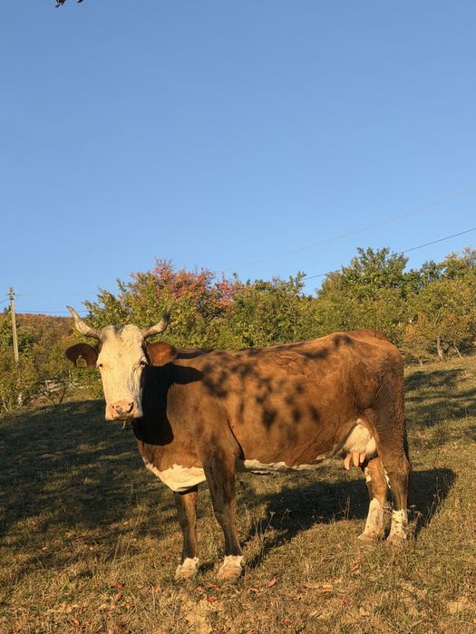 Vand vaca buna de