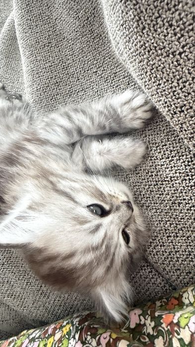 Продаются котята