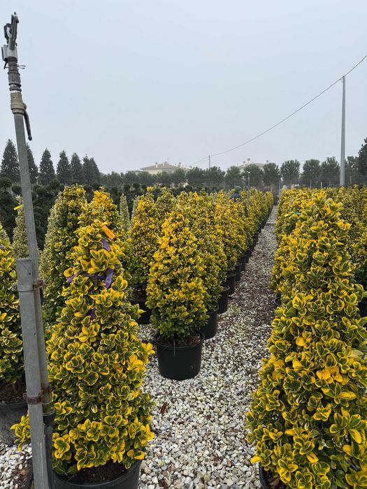 Plante ornamentale care aduc stil și frumusețe