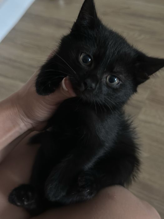 Котята девочки в