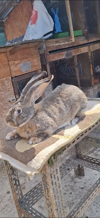 Femelă uriaș german linie foarte bună