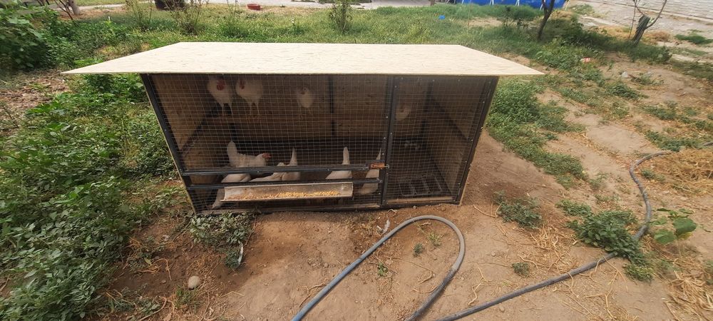 Ломан уайт тауығы қорасымен