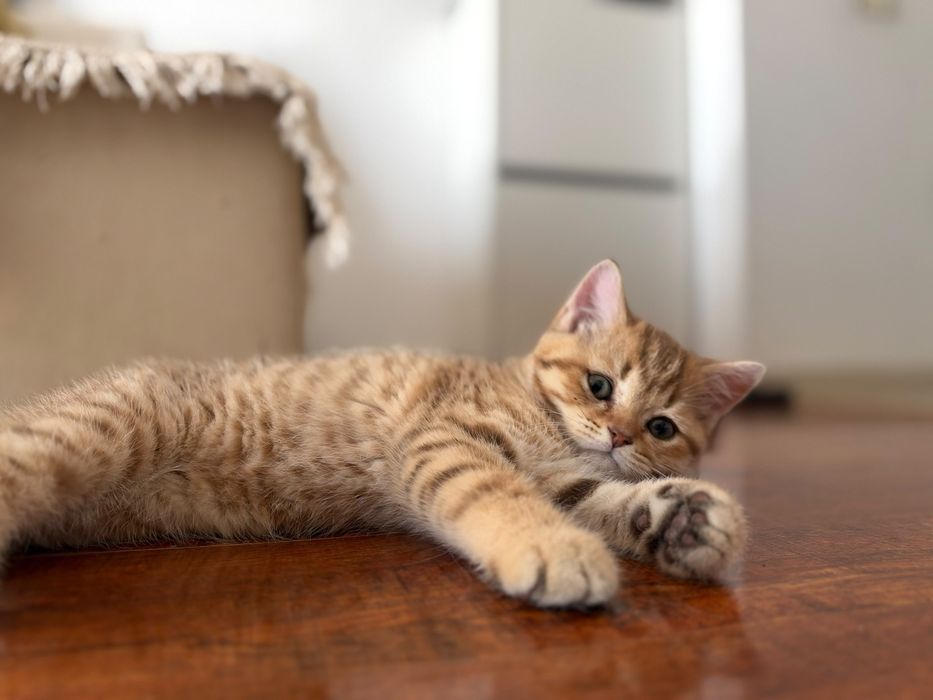 British Shorthair Golden Tabby și Lilac