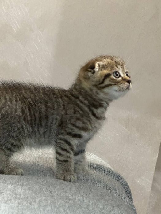 Вислоухие Шотландские котята