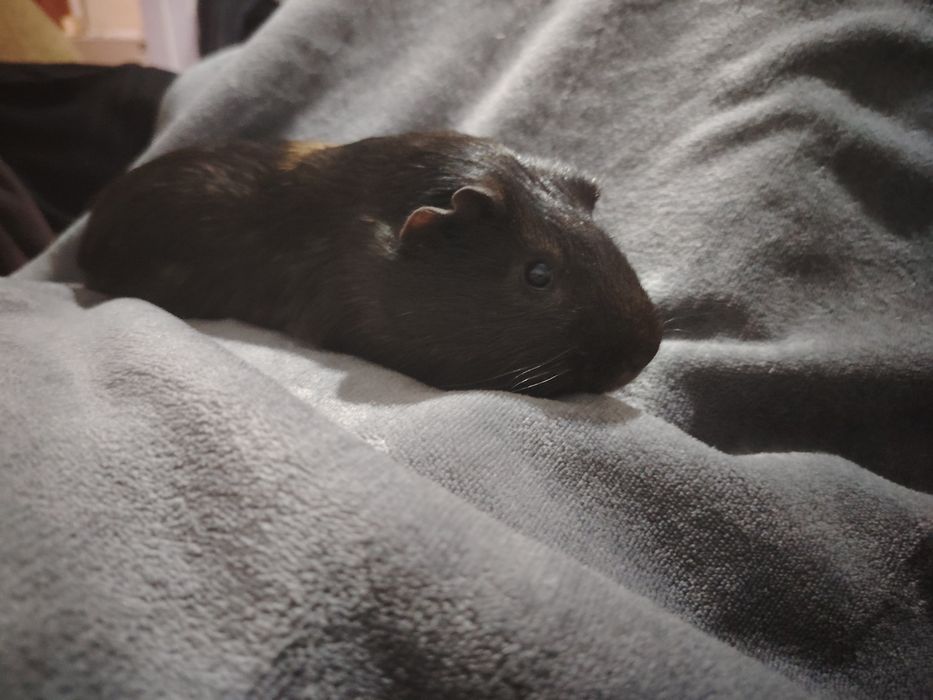 Продам морских свинок мальчиков