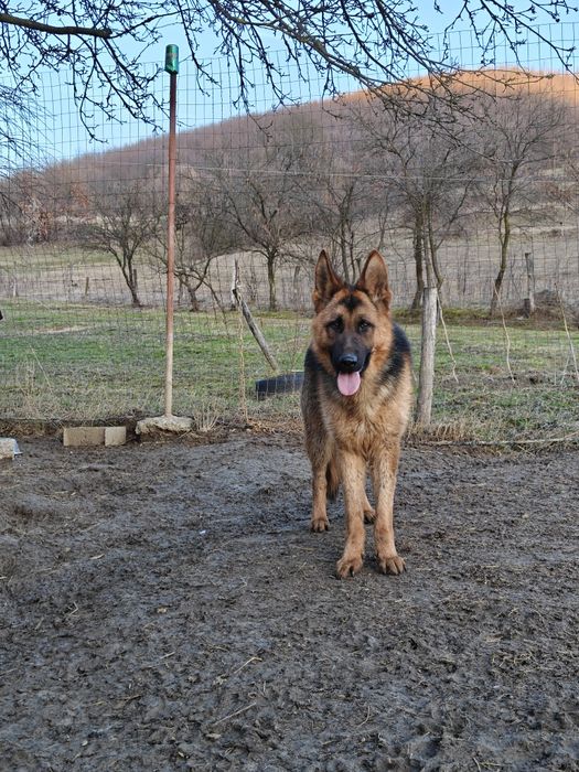 Mascul Ciobanesc german