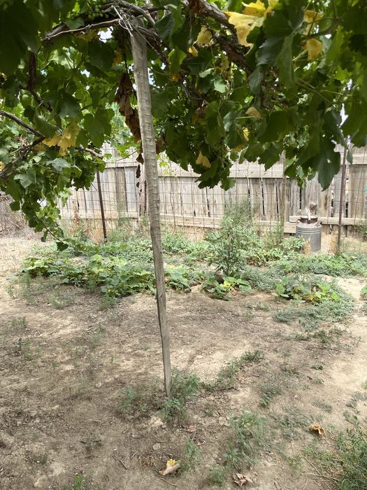 Дача Сот "Химик"