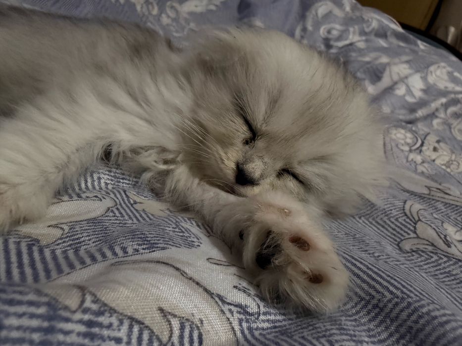 Котенок шотланка