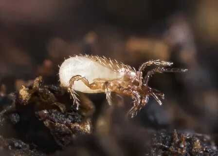 Hypoaspis miles (он же Stratiolaelaps scimitus)