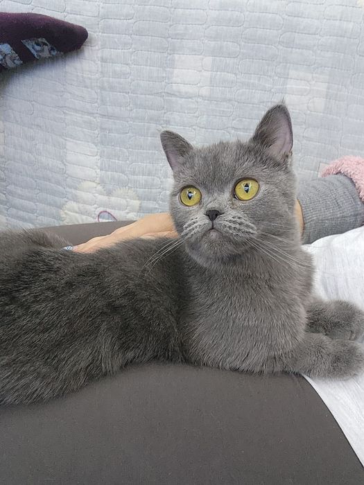 Вязка. Ищем жениха.