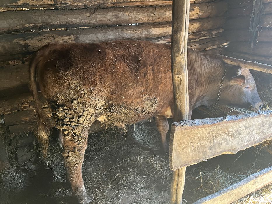 Откормнан 3 Бука сатылады