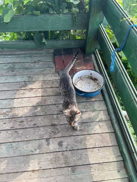 Pui de pisici spre adoptie