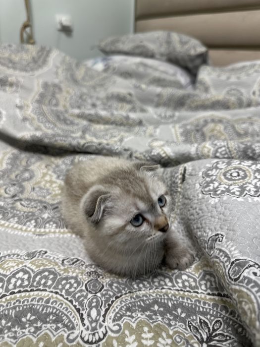 Продается Scottish fold