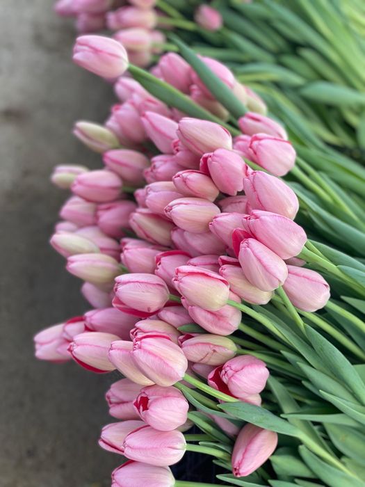 Луковицы тюльпанов