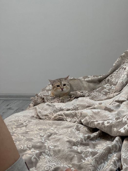 кот 11 месяц.