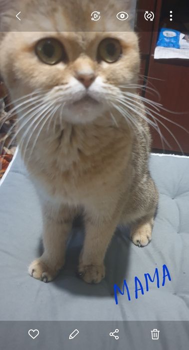 Шотландский котёнок Скоттиш страйт