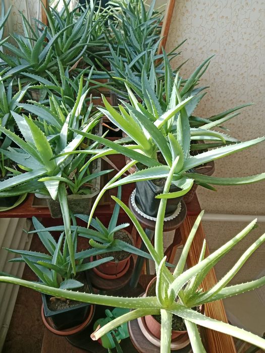Продам цветы алоэ