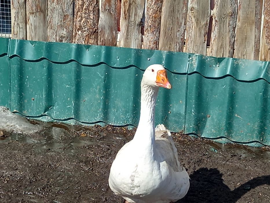 Продам молодых гусаков