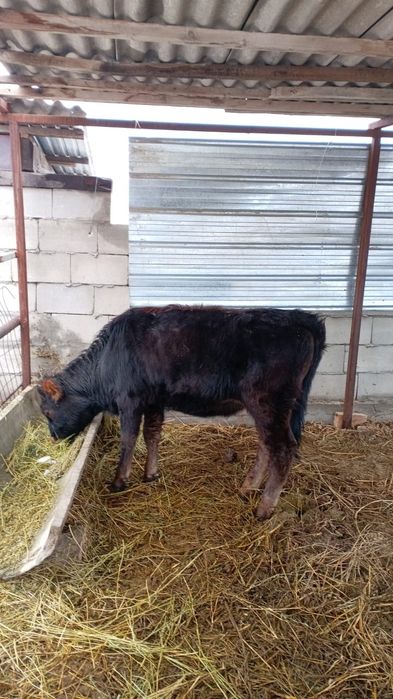 Продам срочно телочку