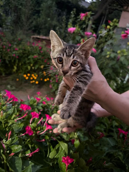 Отдам котят в заботливые руки