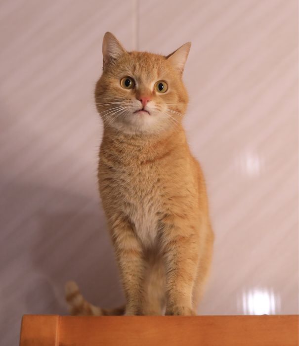 Котик Рыжик 1 годик