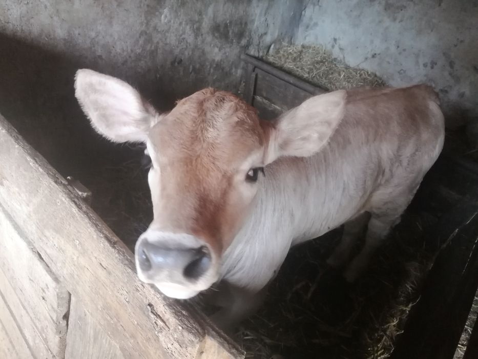 Vițea de vănzare, sănătos, bine îngrijit, crescut în gospodărie